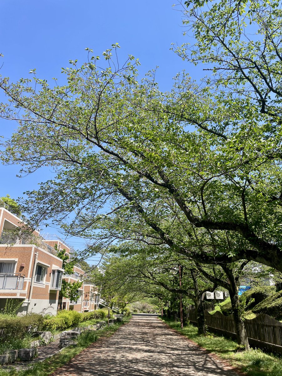 一年でもっとも美しい深緑の桜並木を抜け、15年ぶりに再会する海外の友人とのランチと、ワントレのセッションに向かいます。
#今日の空