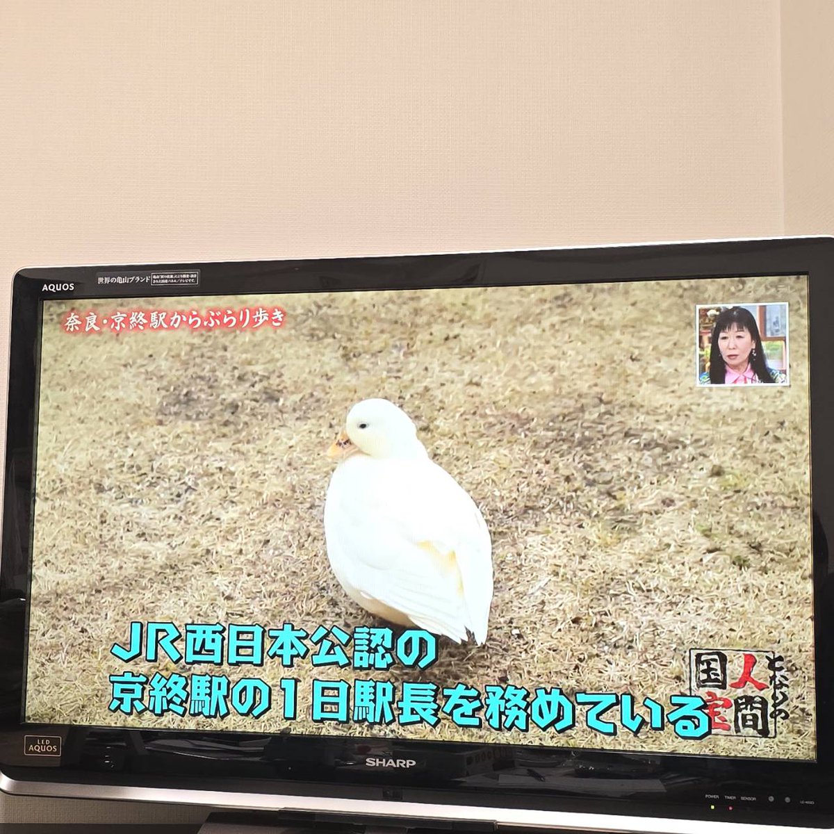 徳丸新作 tweet media