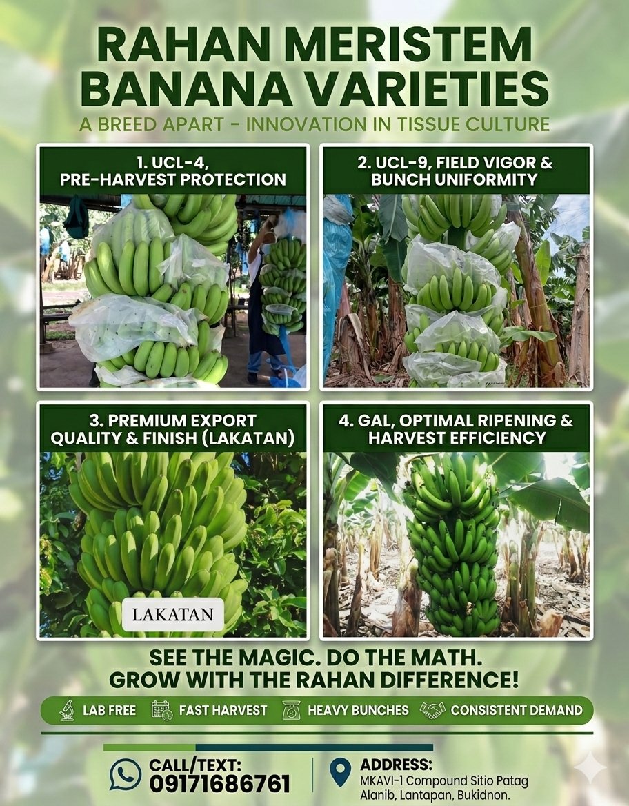 RahanPhils's tweet photo. Stop planting by luck. Start planting for profit. See the magic, do the math, and SEE  that ''RAHAN DIFFERENCE!'' https://t.co/c2BvmGuqaW