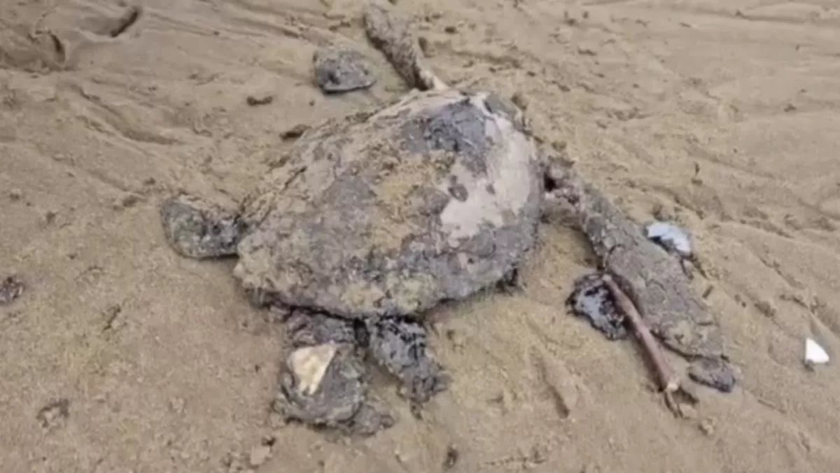 AztecaNoticias's tweet photo. ¡Tragedia en el mar!

Necropsias a tortugas halladas muertas en #Veracruz revelan contaminación por hidrocarburos como causa. Expertos alertan daño grave a fauna marina.

https://t.co/mNpJjEbOkp https://t.co/ZpmWAsV3tY