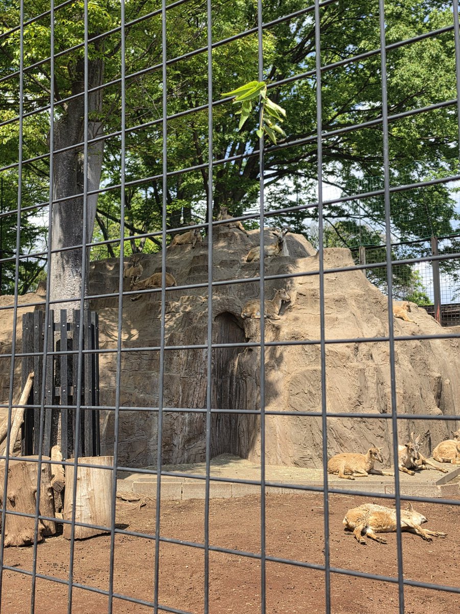 長友愛莉/Airi Nagatomo tweet media