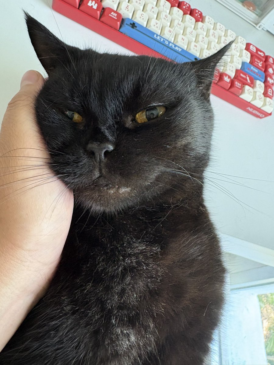 dobbyiscat﹒ tweet media