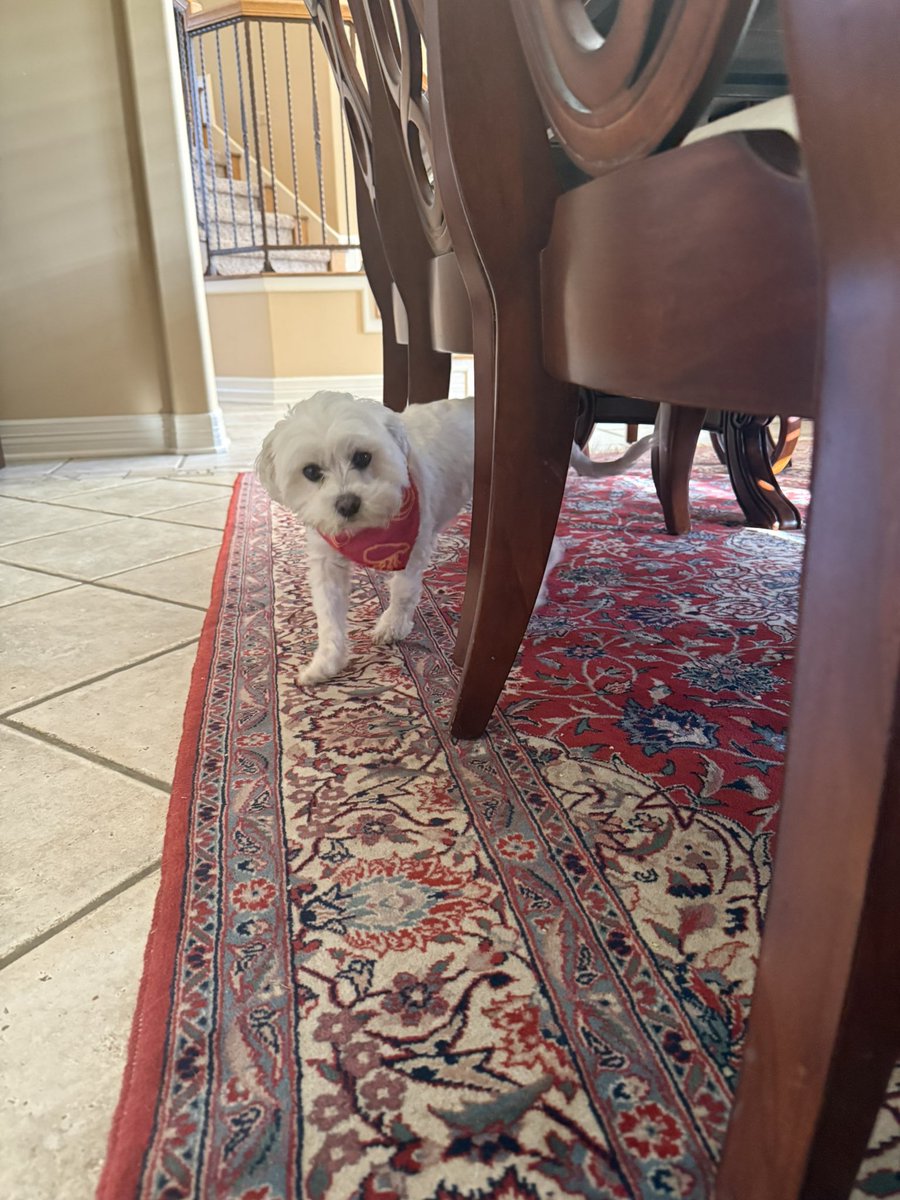 SanExuperyB612's tweet image. Looking for her lost Greenie. 
#maltese
#dogs 
#dogsofX