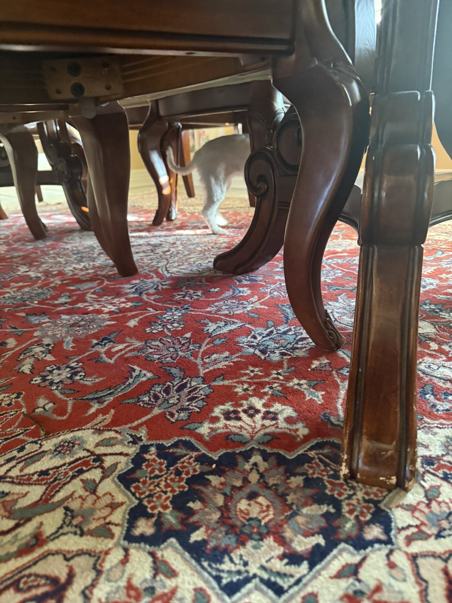 SanExuperyB612's tweet image. Looking for her lost Greenie. 
#maltese
#dogs 
#dogsofX