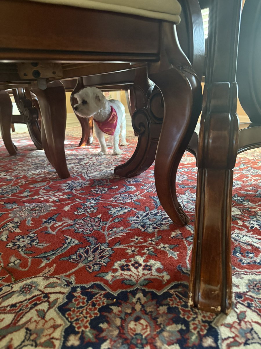 SanExuperyB612's tweet image. Looking for her lost Greenie. 
#maltese
#dogs 
#dogsofX