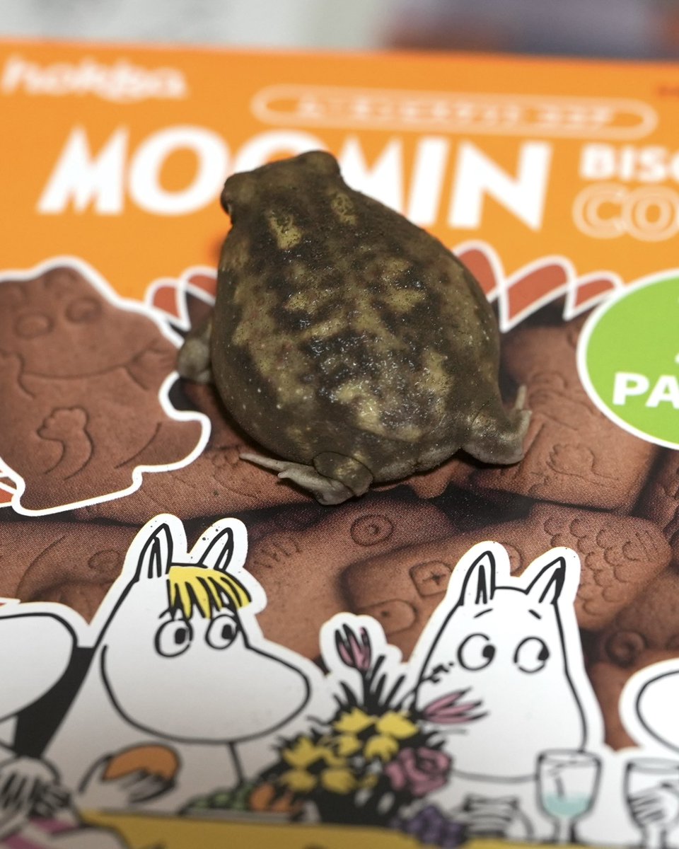 pampermoony tweet media