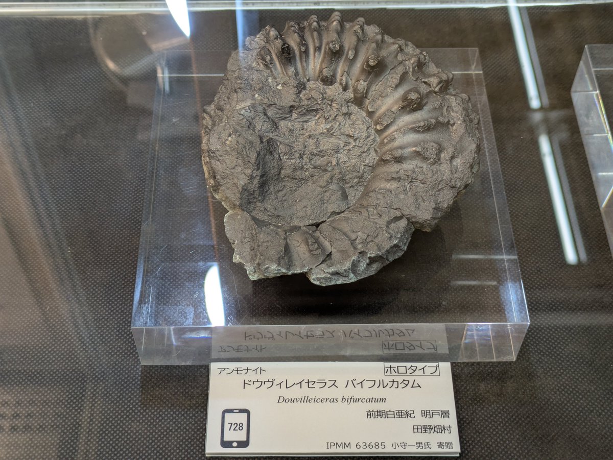 いわて自然史展示室では、期間限定で、田野畑村で見つかったアンモナイトの「ホロタイプ標本」を展示しています。新種が登録される際にその種の代表となる、世界に一つだけの存在です。