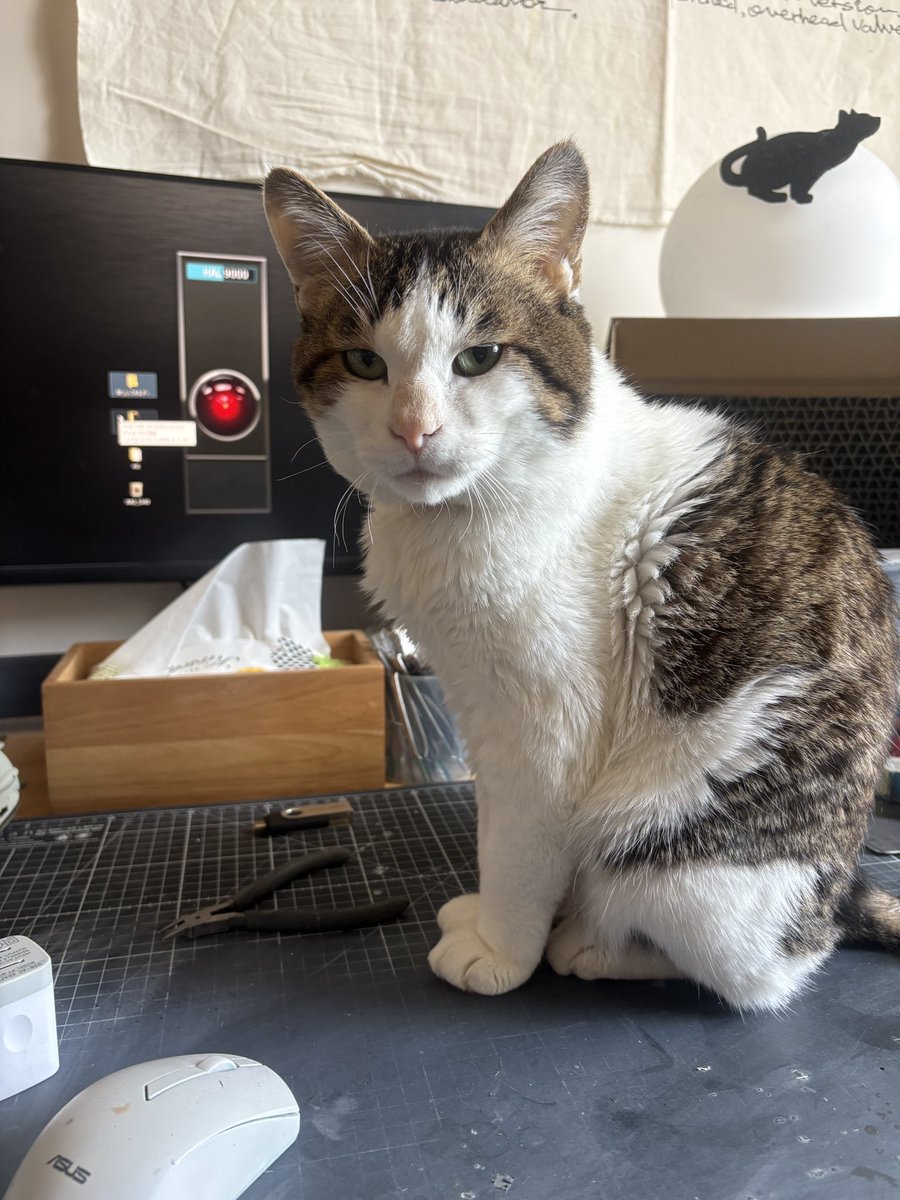 長谷川迷人 tweet media