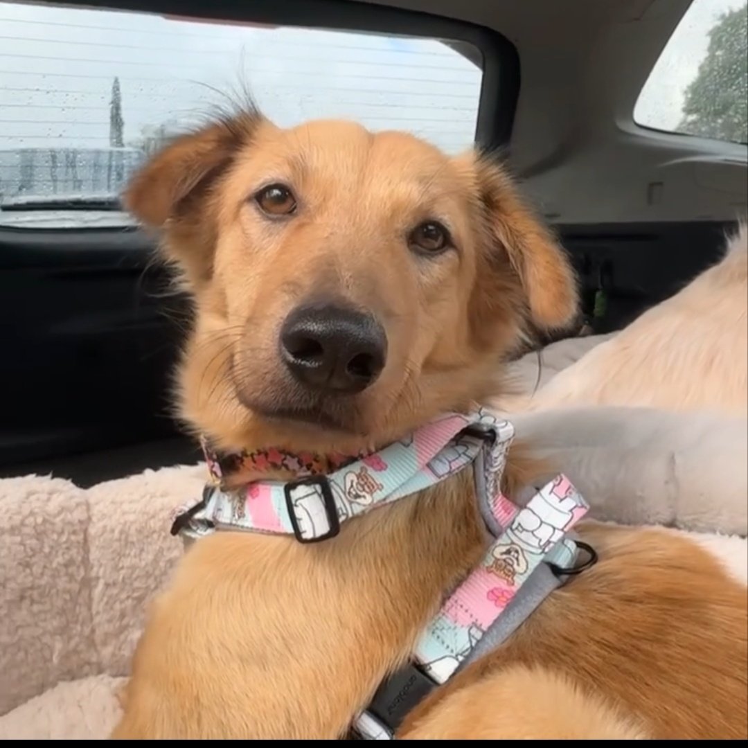 _engineerPlier_'s tweet photo. Sandy having a Sandy leash is the cutest thing ever https://t.co/3LeNmZxQ3A