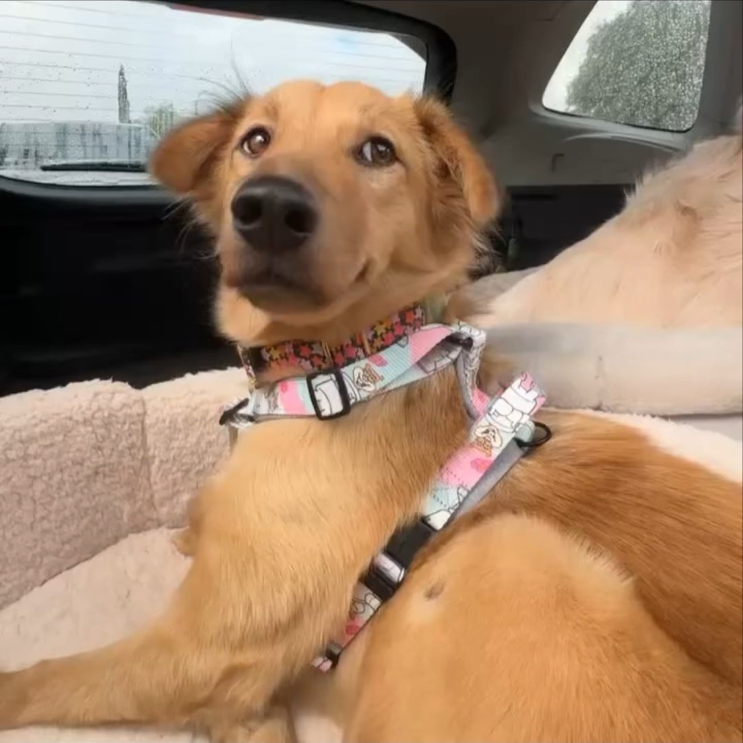 Sandy having a Sandy leash is the cutest thing ever