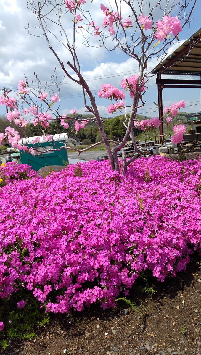 あーは tweet media