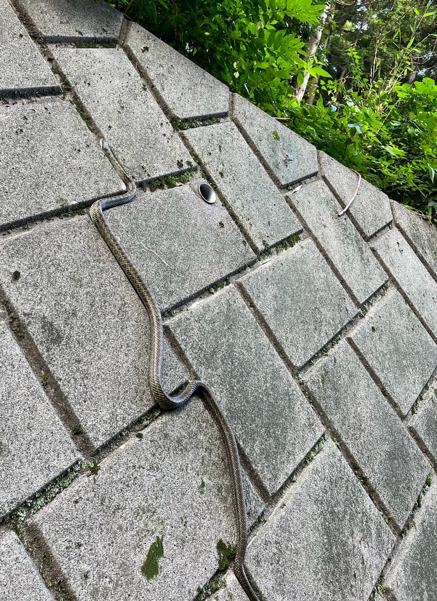 tonbe @Geckos nut tweet media