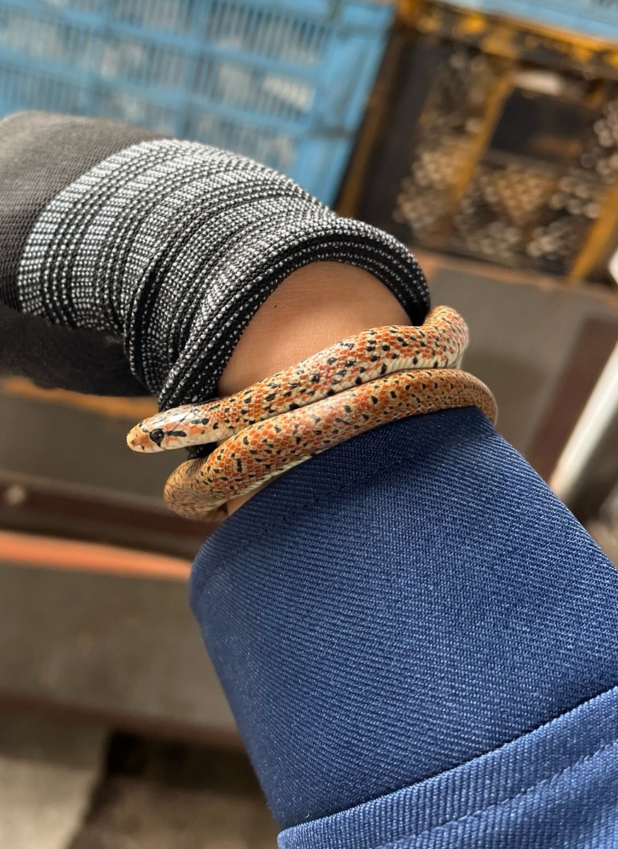 tonbe @Geckos nut tweet media