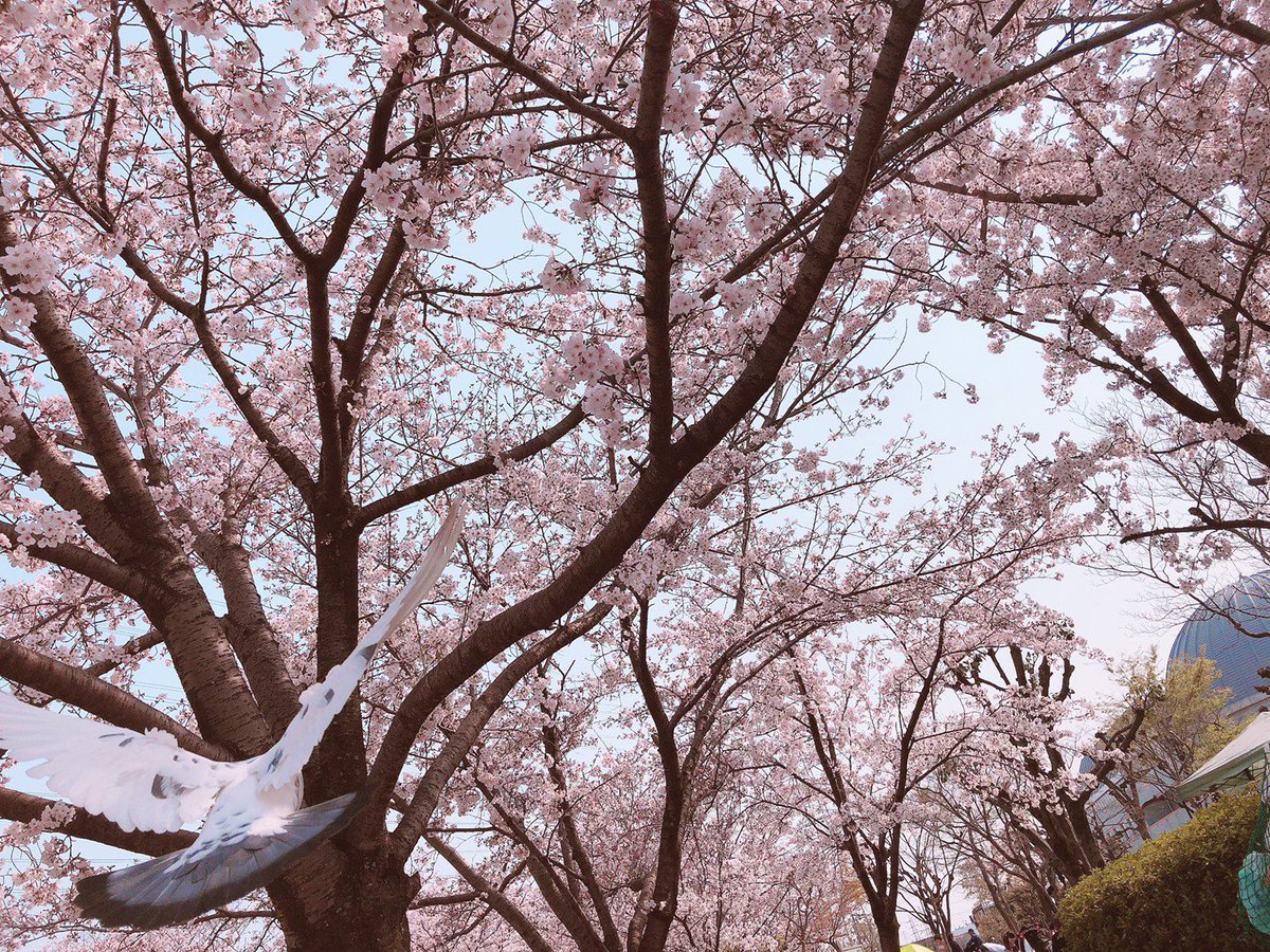 Tentontonn's tweet photo. 散るなまだ、春吹雪 https://t.co/FnmZ6LWnHB