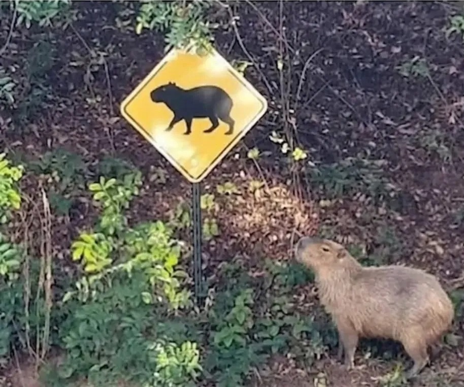 Capybara tweet media