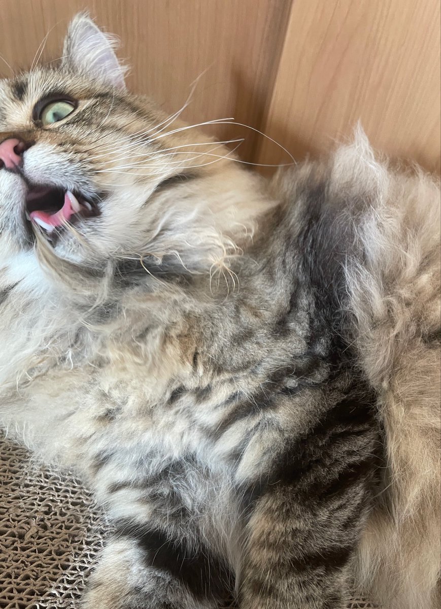 YOYOsaraba's tweet photo. 長毛猫はみんな毛繕い下手なのかな https://t.co/aiRlSWTJZh