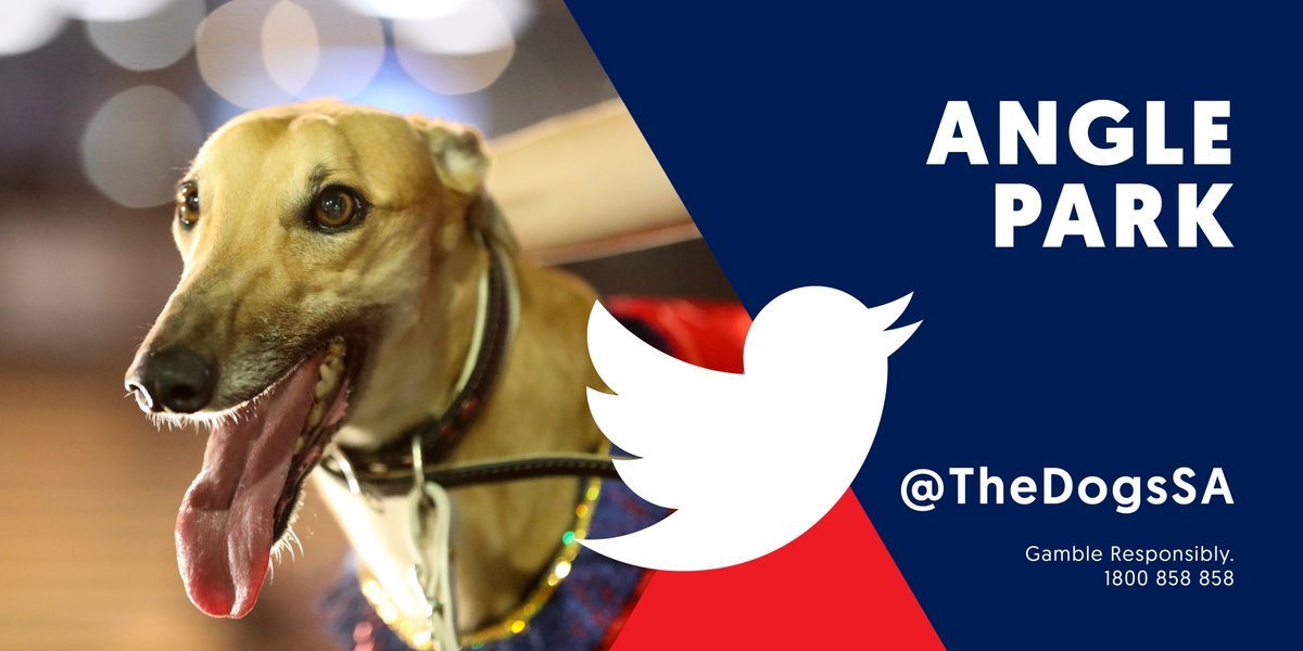 SA Greyhound Tips tweet media
