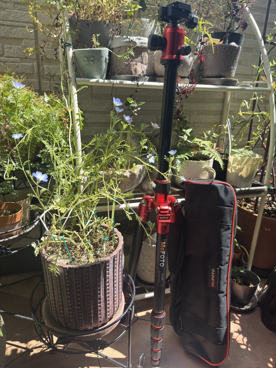 usawhiterabbit's tweet image. 高級新カメラを買う前に、三脚を発掘しておきたい！！…ということで昨日、閉鎖されたゲルドキャニオン馬宿内の全てを埋め尽くす木箱のような、雑多家財ダンボールを掘削し、掘削し…発掘に成功した！！！
ロフト物置の下の奥…引っ越し屋に箱詰めされてここに置かれてたのか！！
#三脚 #MeFOTO