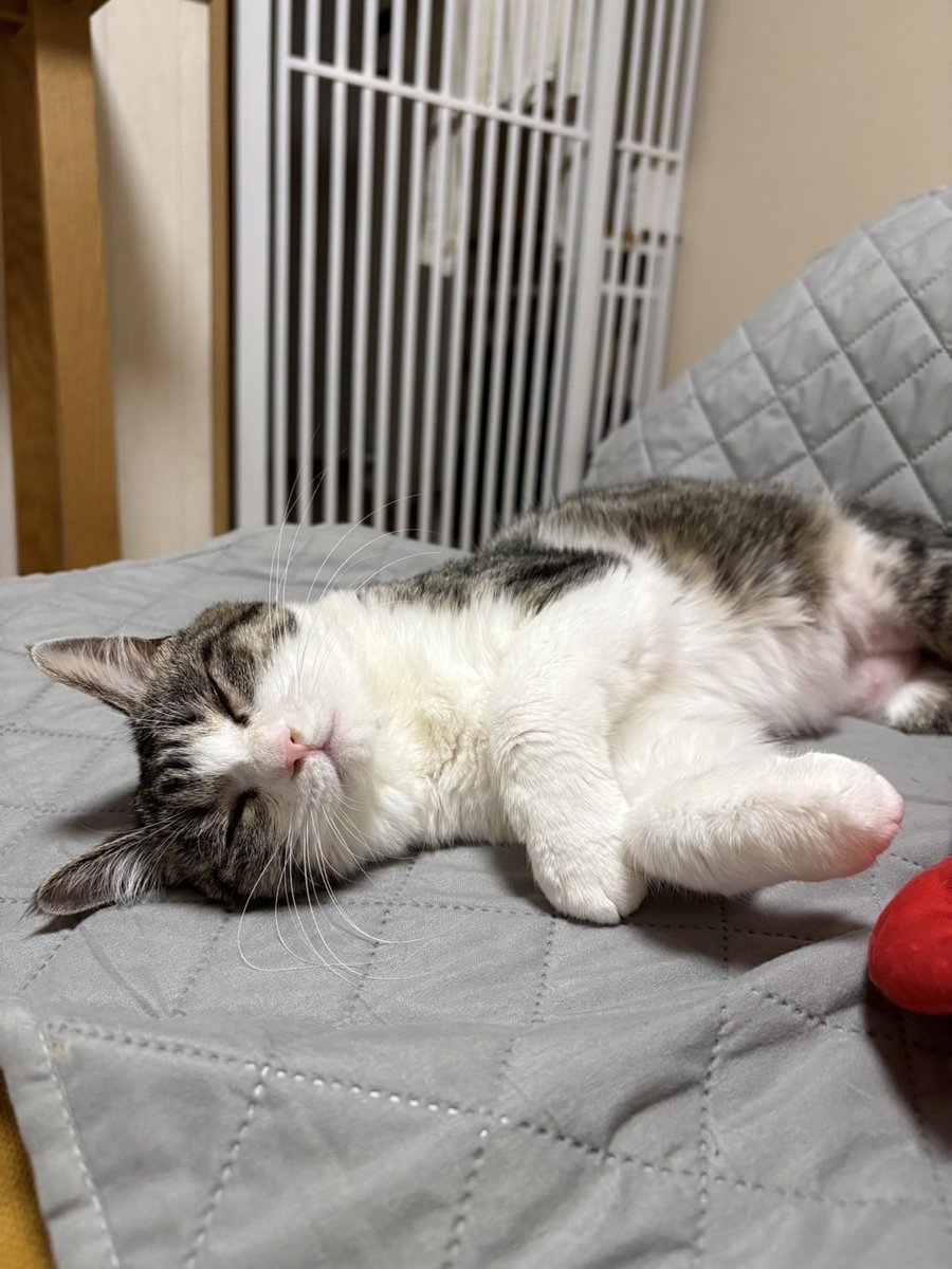 アールねこの手の嫁（群馬県桐生市のお掃除屋さん）🐾 tweet media