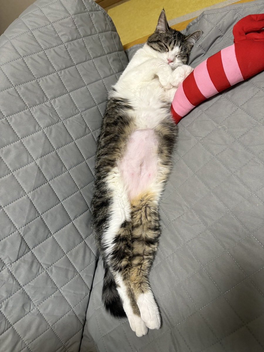 アールねこの手の嫁（群馬県桐生市のお掃除屋さん）🐾 tweet media