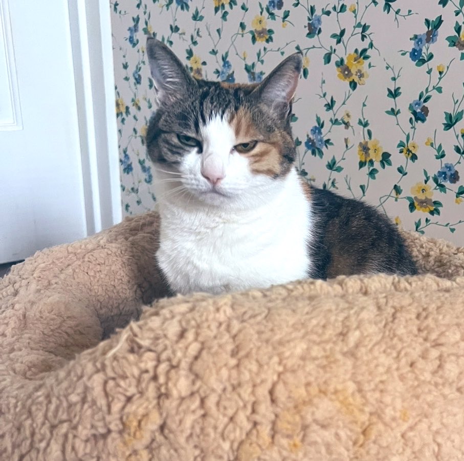 ソレイユ tweet media