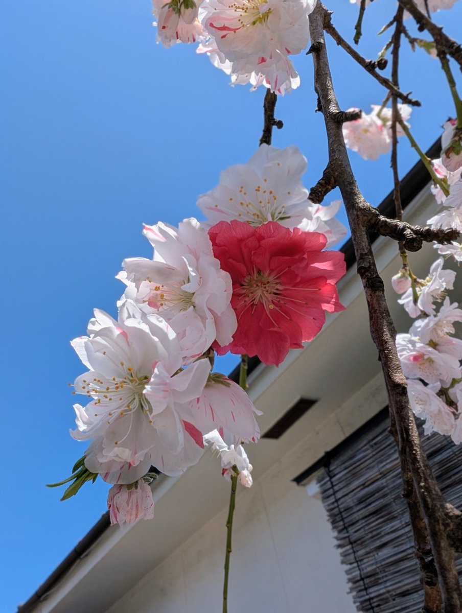 僕のお家の花桃 満開になったよー😆🩷🐾

ねーちゃんの目眩落ち着いたって！また皆の所に遊びに行くねー😍🐾

 #僕の名前は10(テン)
 #ハイシニア🐩
 #ご飯を食べずねーちゃんを困らしてる僕😅
