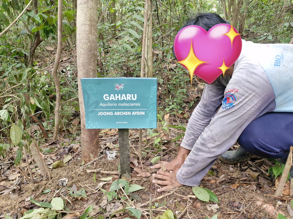 hanikebab's tweet photo. just got updated from bos foundation team, there is a tree named joong archen aydin 🥹🫶🏻 @ChenRcj #จุงอาเชน #joongarchen https://t.co/BEpdAt8QNz