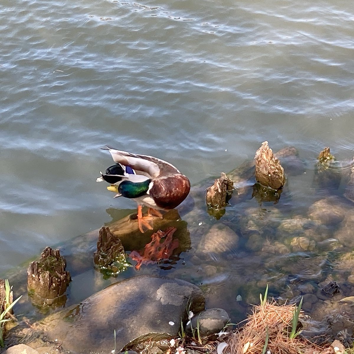 🍠かおの伝道師リタ介🍠 tweet media