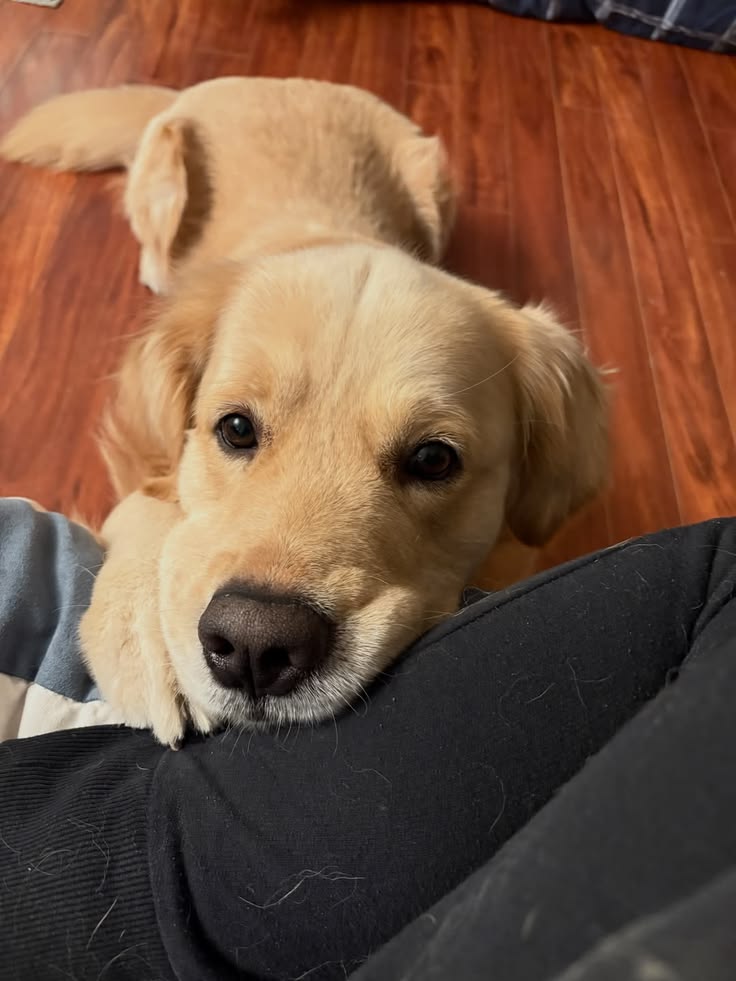 theDogLovers tweet media