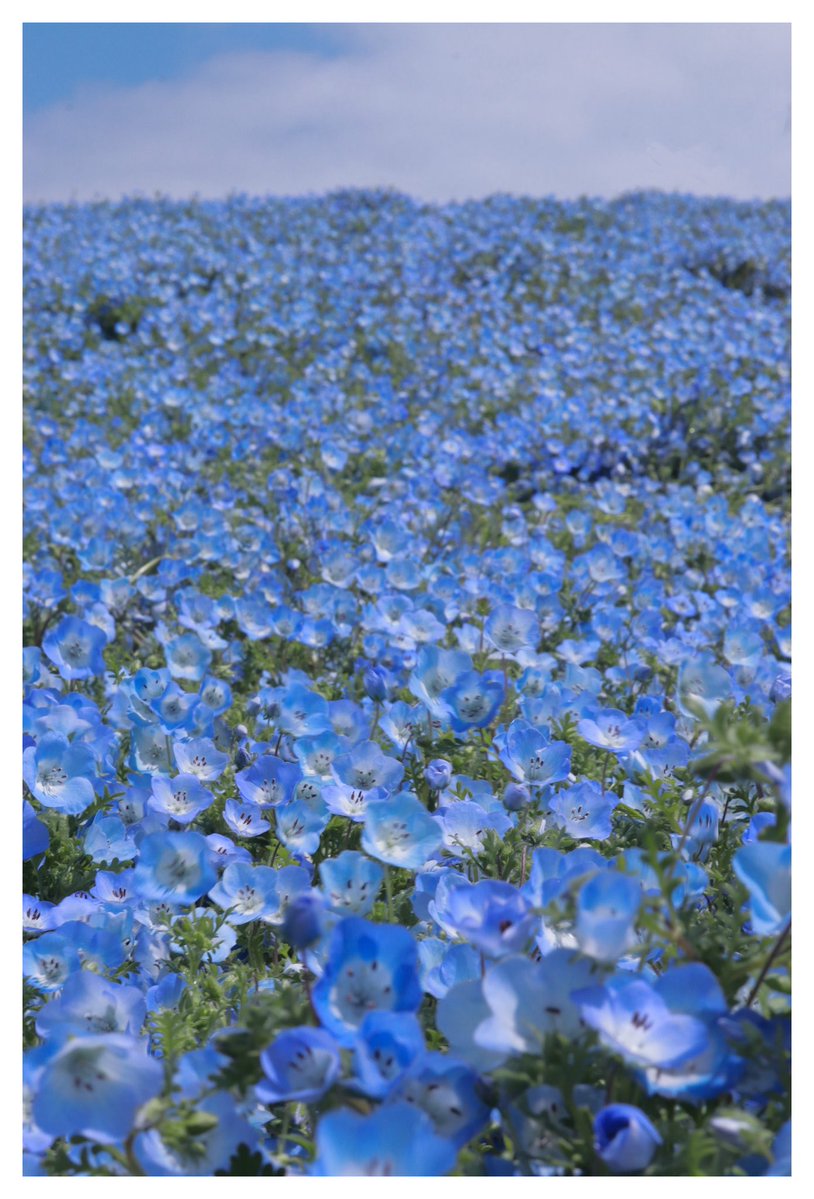 ぽち太郎🐶＠ tweet media