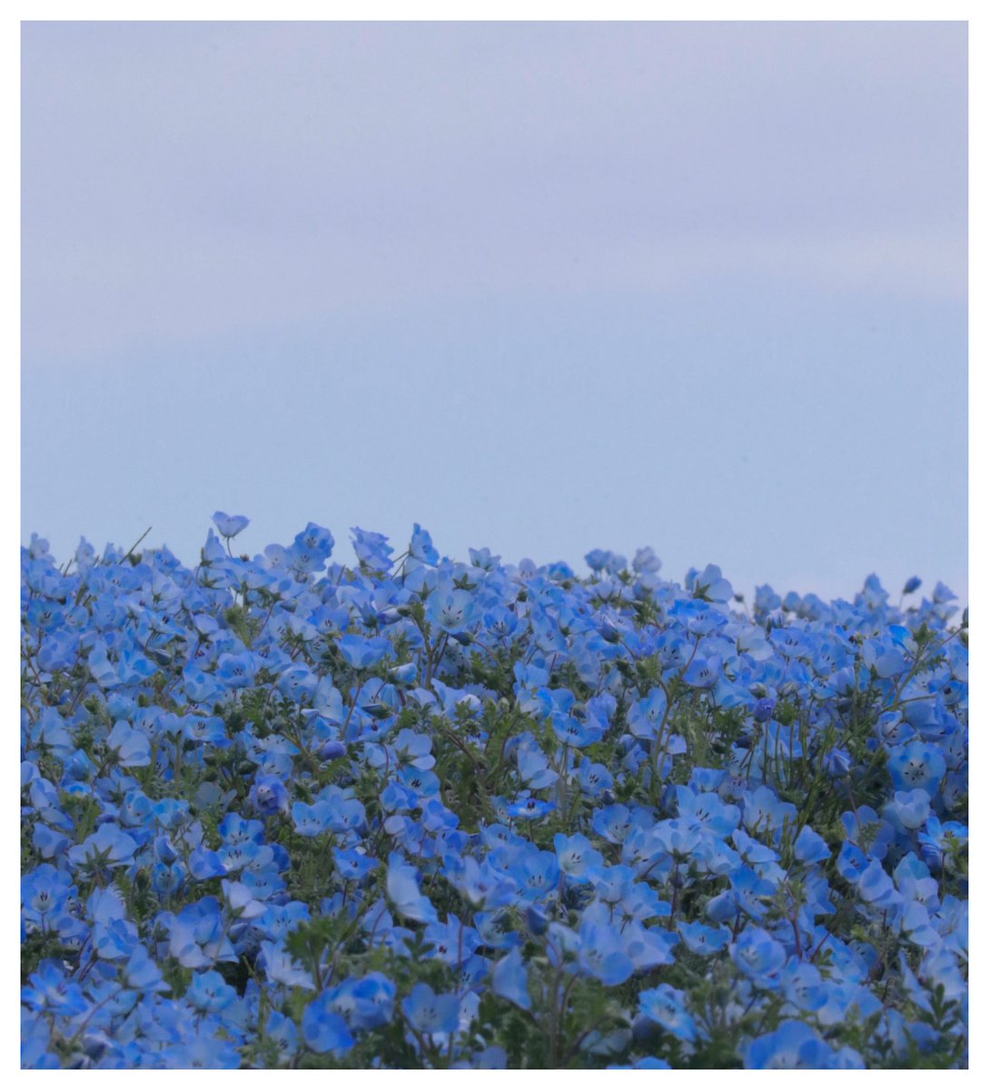 ぽち太郎🐶＠ tweet media