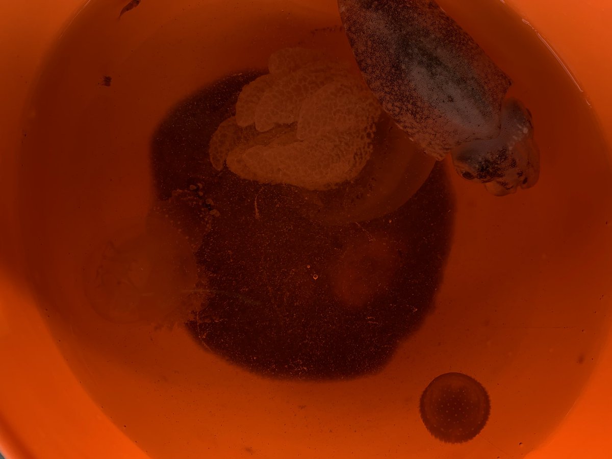 Bé Dâu đây nàiii tweet media