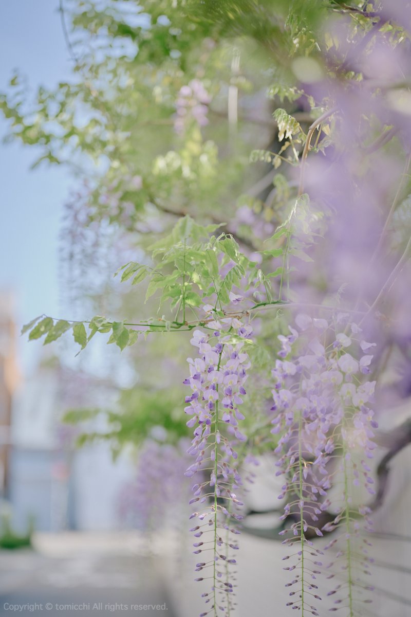 tomicchi1293's tweet image. 普段、お花を撮りに行くことはあまりないんだけど、見かけると撮りたくなりますね
春ですね・・

Nikon Z7 Z50mm F1.8S
#Osaka