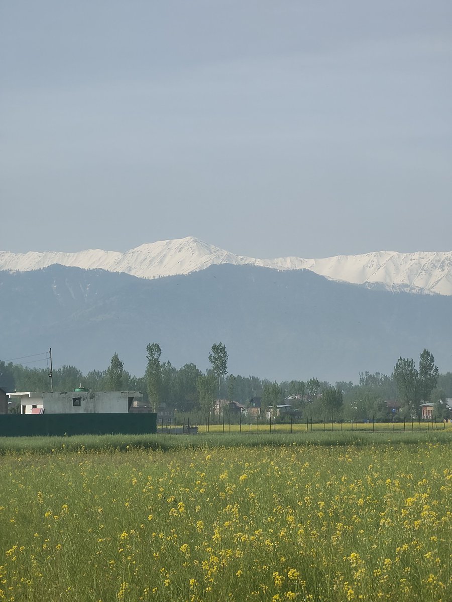 perplexity tweet media