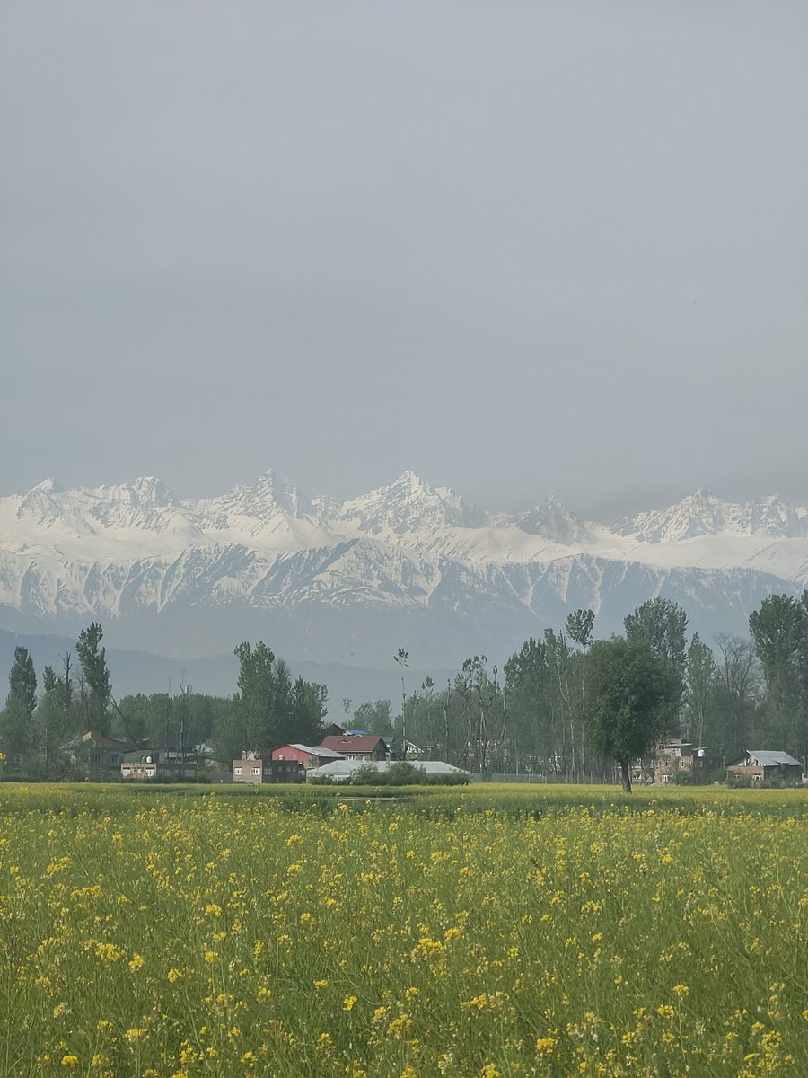 perplexity tweet media