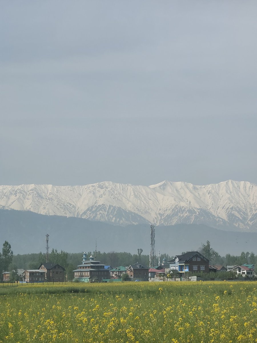 perplexity tweet media