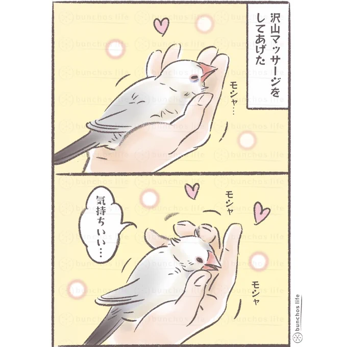 文鳥がササクレ剥がすのは「羽繕いしてあげてる」感もあると思います
#文鳥 
#4コマ漫画 