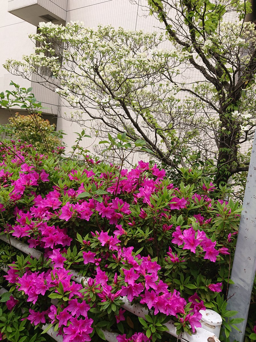 🦉さぼこ🌵 tweet media