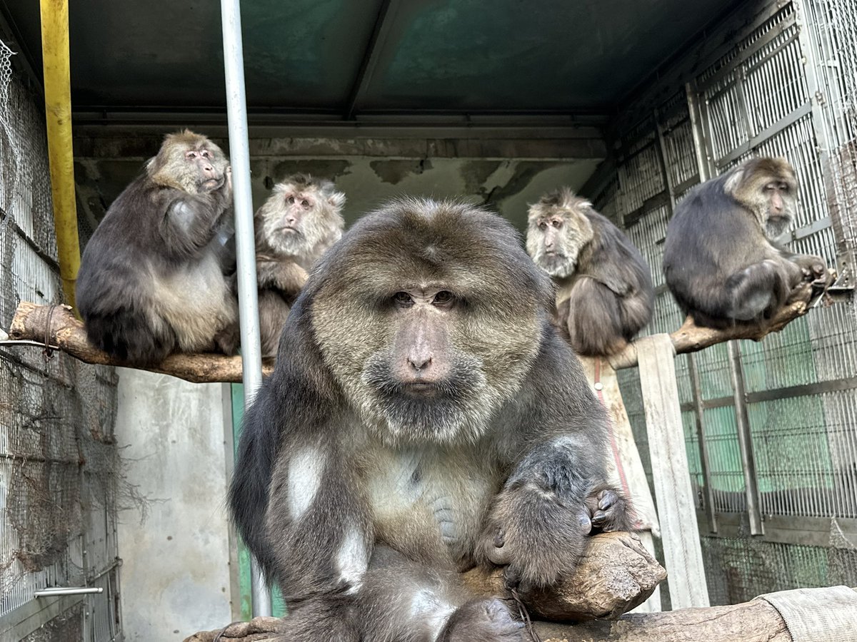 日本モンキーセンター（公式） tweet media