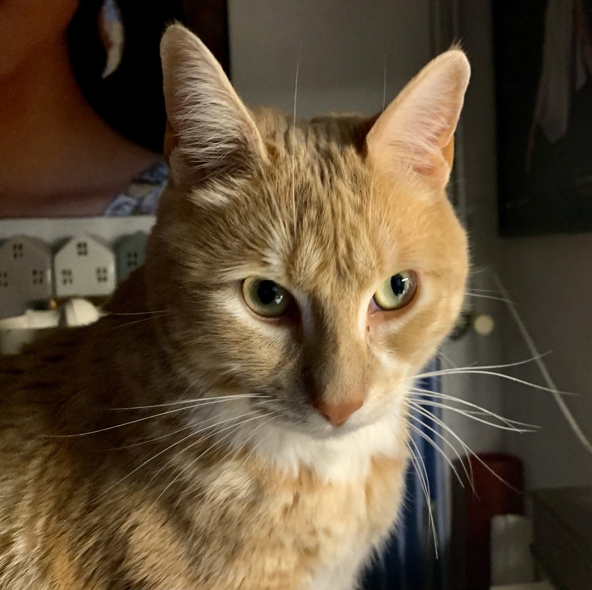 Alain Hanel tweet media