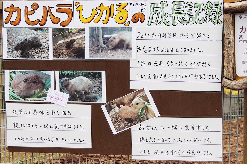 ひでかぴ tweet media