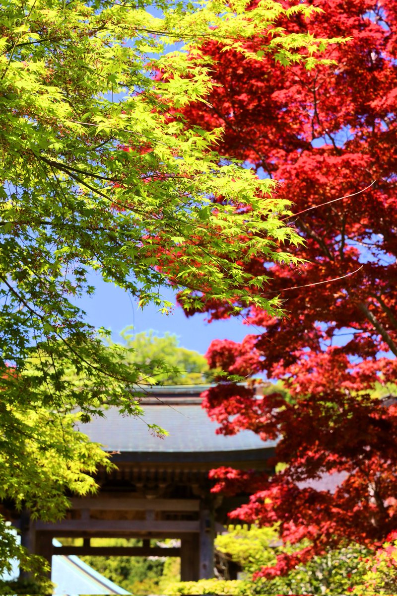 鎌倉なかむら庵 tweet media