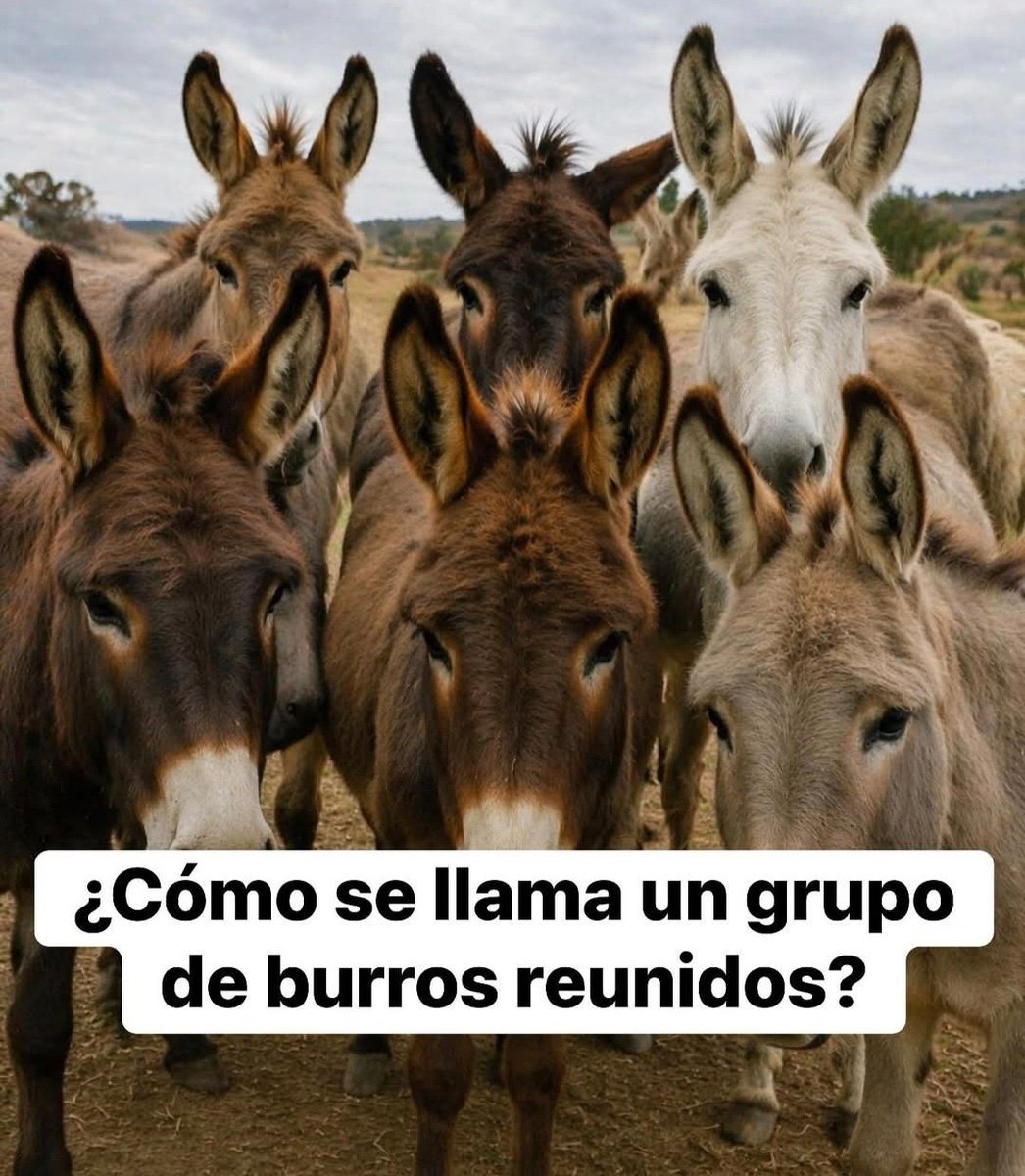 ZuritaCarpio tweet media