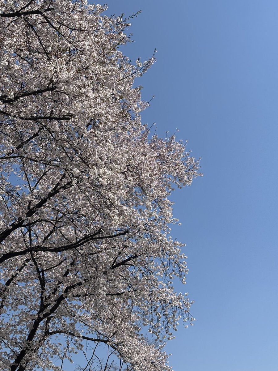 레모니 tweet media