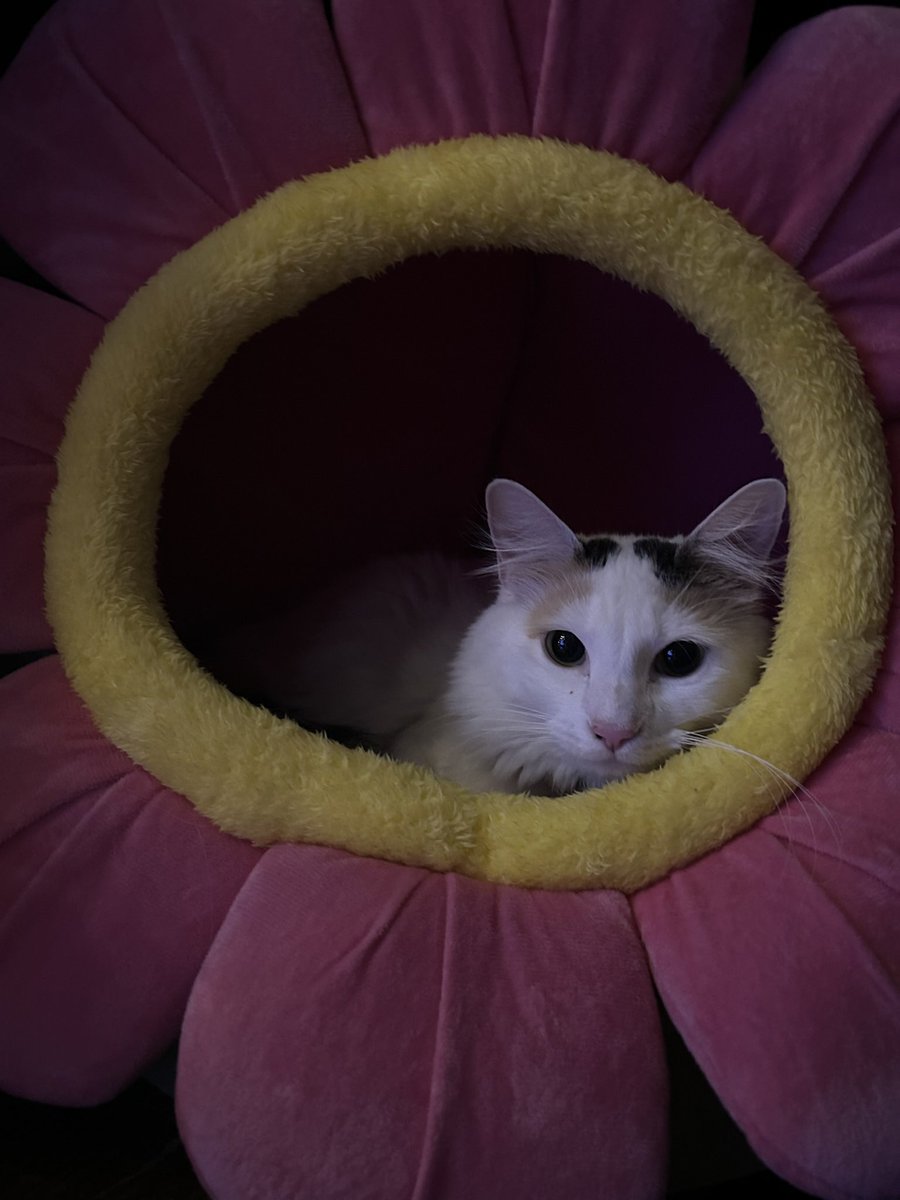 Aley ⊹₊⟡⋆ tweet media