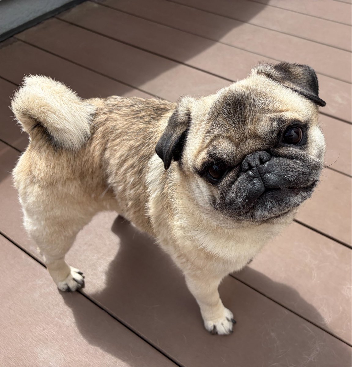 marukoccino's tweet image. 今日もいい天気でしゅ☀️おやつクレ🐶
#パグ #pug