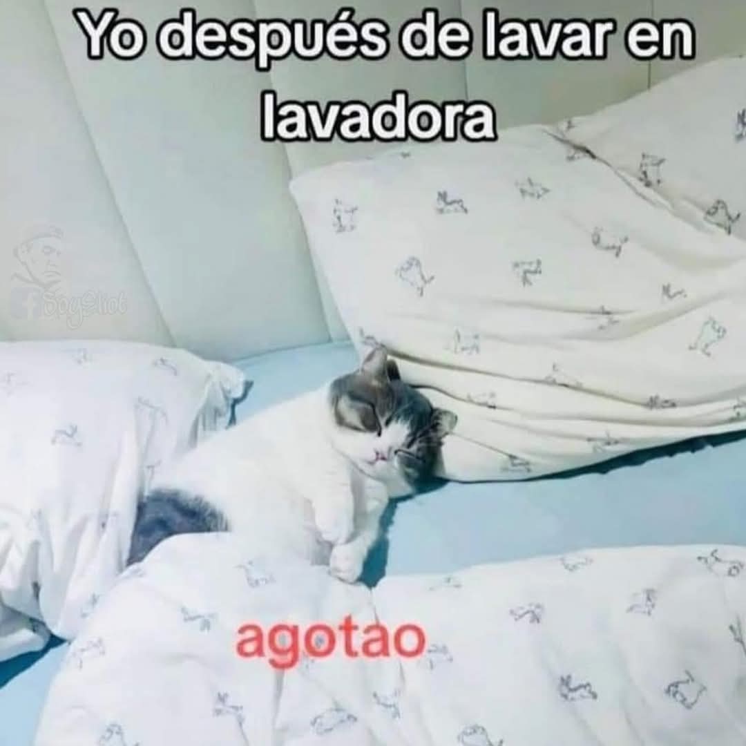 Animalitos en aprietos. tweet media