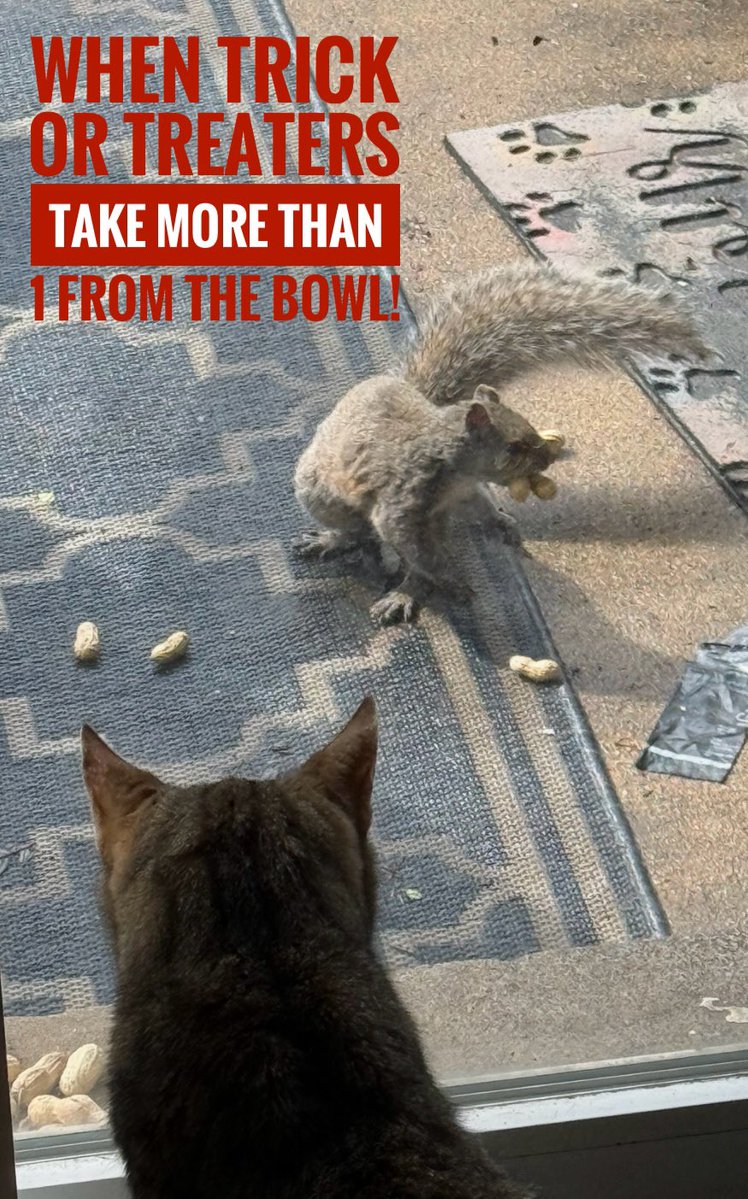 KyleKalbfleisch's tweet image. 😹😹😹

#FunnyMemes #Cat #Squirrel #DailyLaugh #FeedingSquirrels