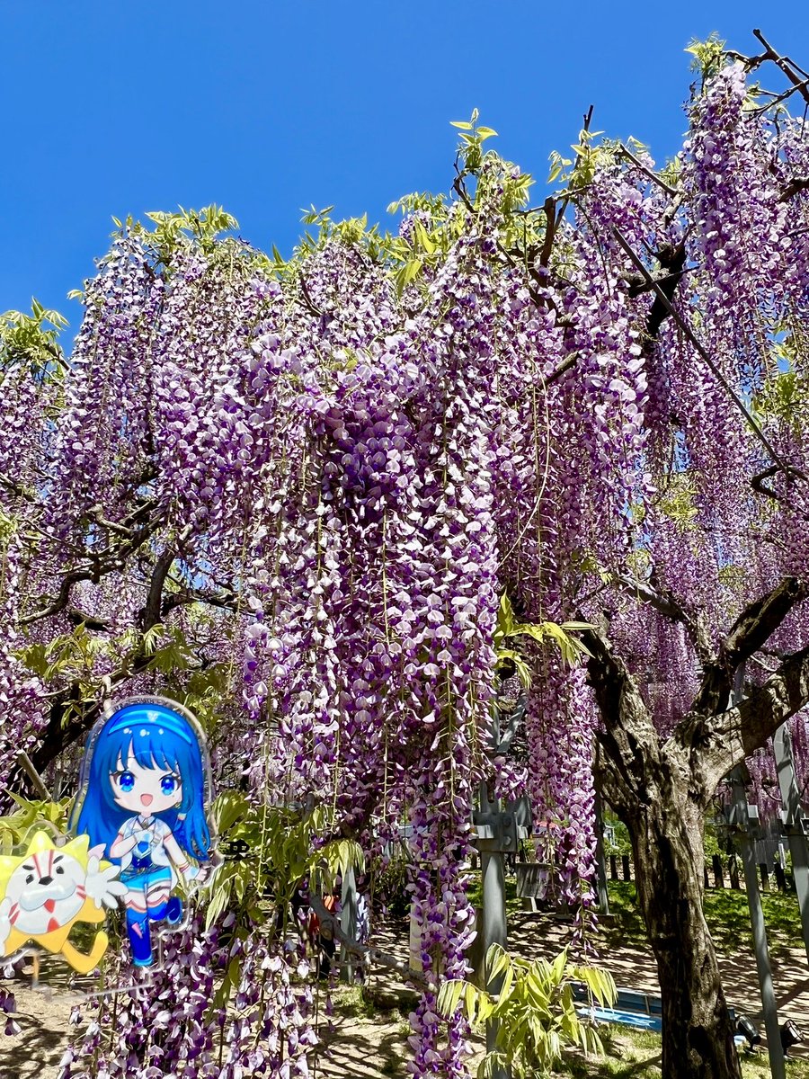 藤ぃ〜葵です🗻