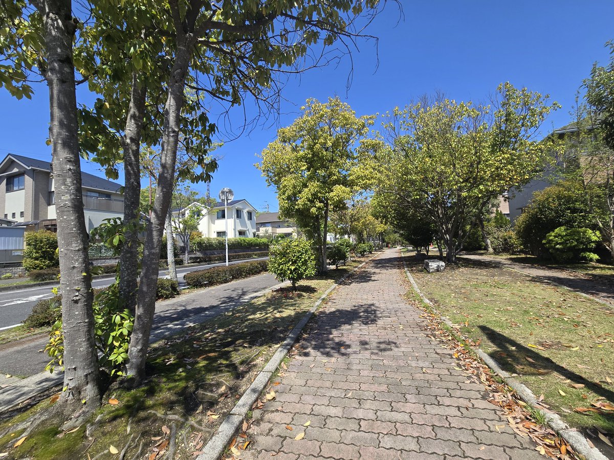 サフラン tweet media